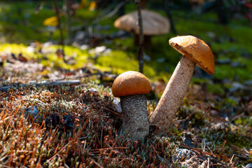 two orange cap boletus grow