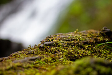 moss on stone