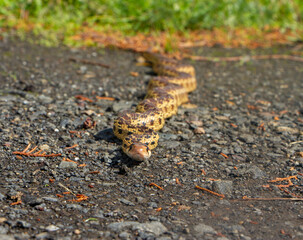 snake on the road