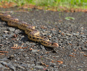 snake on the ground