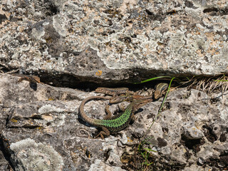 North Caucasus. Caucasian lizards (Darevskia caucasica) during the breeding season.