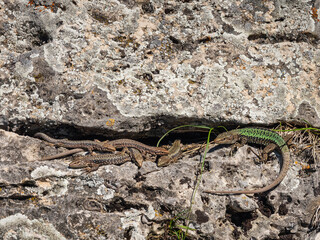 North Caucasus. Caucasian lizards (Darevskia caucasica) during the breeding season.