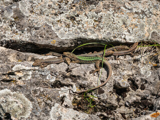 North Caucasus. Caucasian lizards (Darevskia caucasica) during the breeding season.