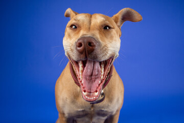 Cute Brown Dog with Collar, in Studio on Blue Backdrop - Looking to the Front, Yawning with Mouth Wide Open and Teeth Showing
