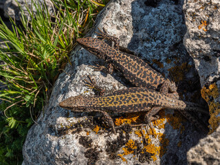 North Caucasus. Caucasian lizards (Darevskia caucasica) during the breeding season.