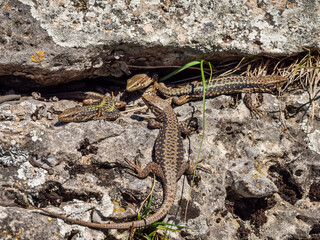North Caucasus. Caucasian lizards (Darevskia caucasica) during the breeding season.