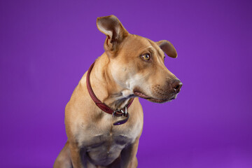 Cute Brown Dog with Collar, in Studio on Purple Backdrop - Looking Sideways with Mouth Closed