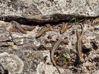 North Caucasus. Caucasian lizards (Darevskia caucasica) during the breeding season.