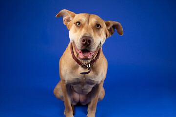 Fototapeta na wymiar Cute Brown Dog with Red Collar, in Studio on Blue Backdrop - Looking to the Front with Mouth Partially Open