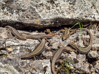 Obraz premium North Caucasus. Caucasian lizards (Darevskia caucasica) during the breeding season.