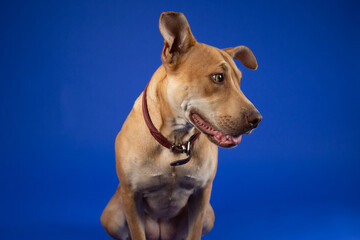 Cute Brown Dog with Red Collar, in Studio on Blue Backdrop - Looking Sideways with Mouth Partially Open