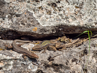 North Caucasus. Caucasian lizards (Darevskia caucasica) during the breeding season.