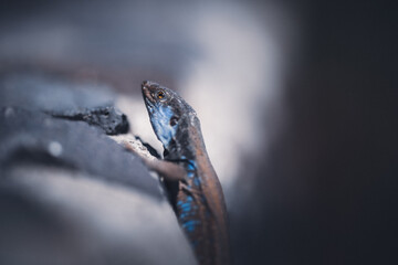 A Lizard on The Cumbre Vieja on La Palma