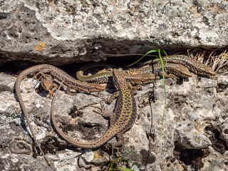 North Caucasus. Caucasian lizards (Darevskia caucasica) during the breeding season.