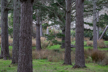 Looking Through Trees in the Fores - Green Pine Tree Trunks with Grassy Ground