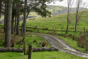 Fototapeta premium Trees in the Countryside Looking Through to the Hills - Cloudy Day with Dirt Drive Way