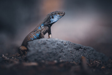 A Lizard on The Cumbre Vieja on La Palma