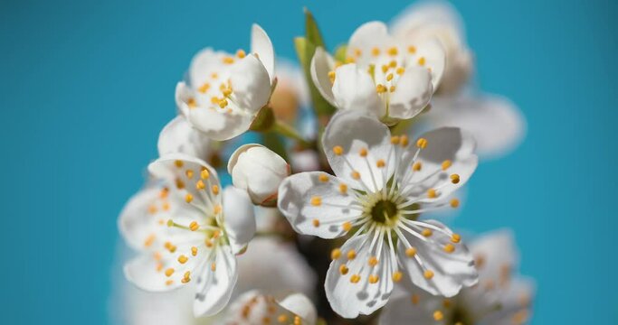 Spring flowers bloom. Timelapse shot of blossoming flowers against a blue background. Blooming gardens close-up shot of accelerated time. Flowering of a fruitful plant, apple, pear, plum, apricot. Hig