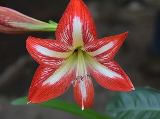 Little bee arriving to a red lilly flower