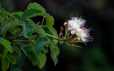 White pequi flowers (Caryocar brasiliense) in close-up and selective focus. Species of the...