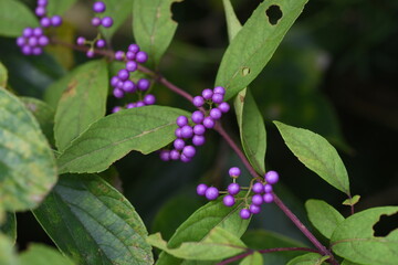 Purple beautyberry bloom in summer and produce beautiful purple berries in autumn. Verbenaceae deciduous shrub. 