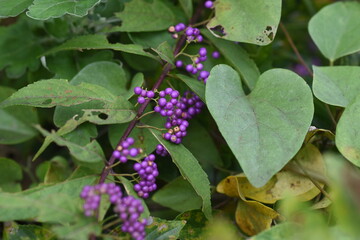 Purple beautyberry bloom in summer and produce beautiful purple berries in autumn. Verbenaceae deciduous shrub. 