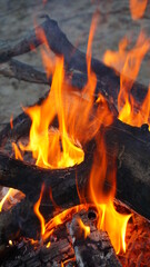 bonfire wood burning fire in the forest camping