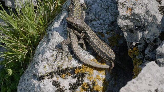 North Caucasus. Caucasian lizards (Darevskia caucasica) during the breeding season.