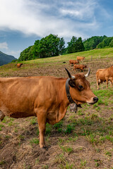 Naklejka premium Milking Tarentaise dairy cows in the Bauges massif in the French Alps