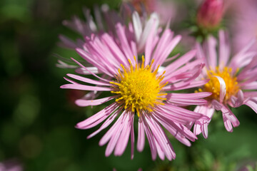 Fototapeta premium close up of pink New York aster