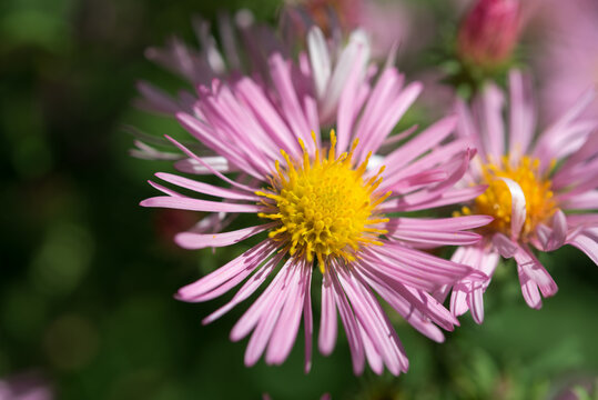 close up of pink New York aster