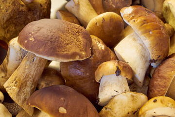 Fresh harvested forest mushrooms as a background.