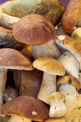 Fresh harvested forest mushrooms as a background.