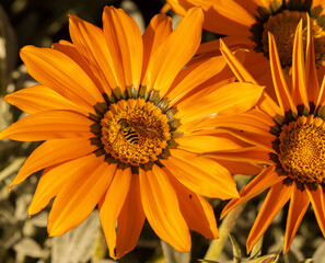 the yellow flower and the wasp