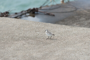 sandpiper