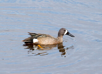 A Northern Pintail duck on a pond. taken in Alberta, Canada