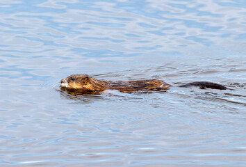 A Muskrat swimming in a pond. Taken in Alberta, Canada