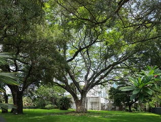 Fototapeta na wymiar The Historic Rain Tree in Fort Lauderdale, Florida. . The tree was declared a Florida Champion in 1982 by the Florida Division of Forestry.