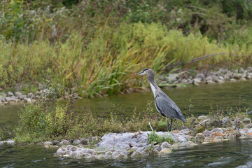 great blue heron
