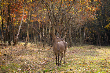 Deer at a wildlife rehabilitation center. Halych National Nature Park. Ukraine.