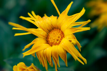yellow flower on a green background