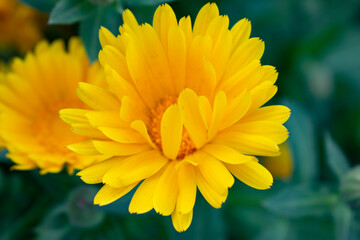 yellow flower in the garden