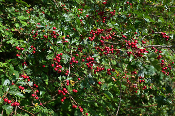 Red berry branch in a park in hoofddorp (Haarlemmermeerse bos)