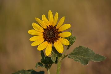 Gorgeous Flowering Sunflower Blossom Blooming in the Wild
