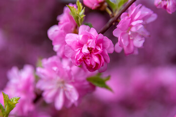 Naklejka na ściany i meble Spring background with pink blossom. Close-up image of the nature