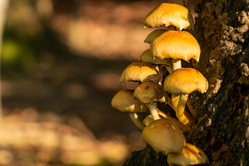 Some sulfur top mushrooms