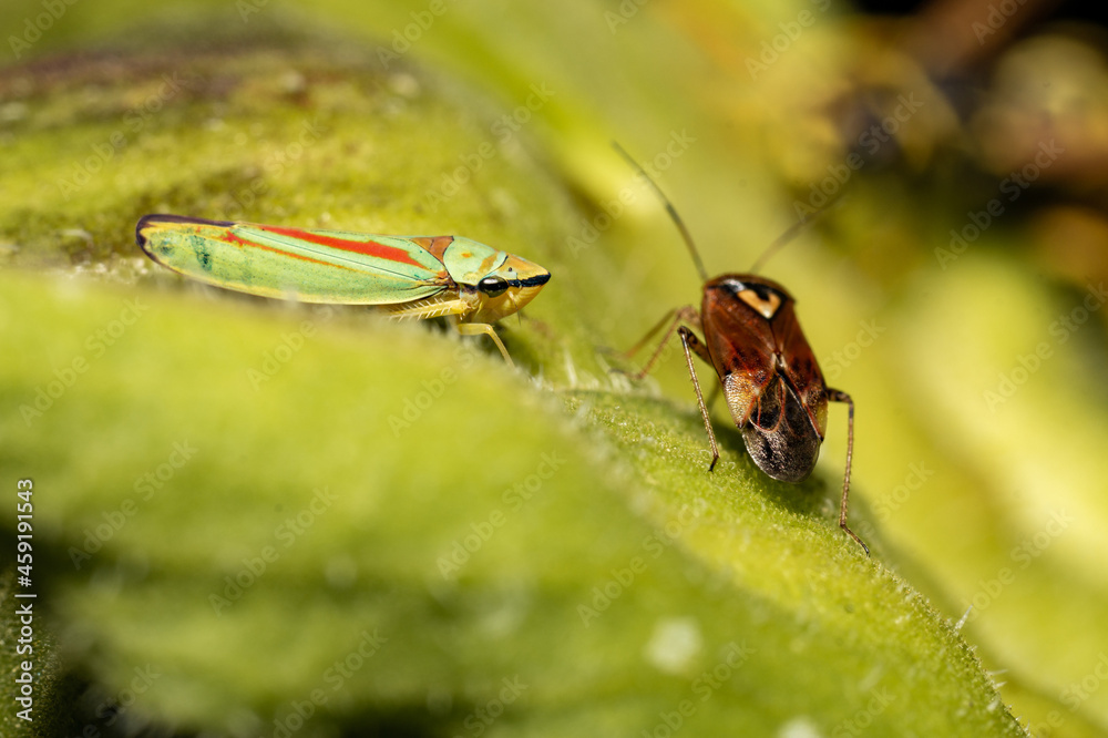 Sticker A lygus and a green leafhopper on a leaf