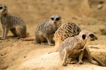 A meerkat family