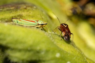 A lygus and a green leafhopper on a leaf