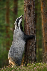 Badger's hug. European badger, Meles meles, stands on back legs and sniffing tree cortex. Hungry beast looking for food in colorful pine forest. Sunny morning in wild nature. Wildlife autumn. Europe. © Vaclav